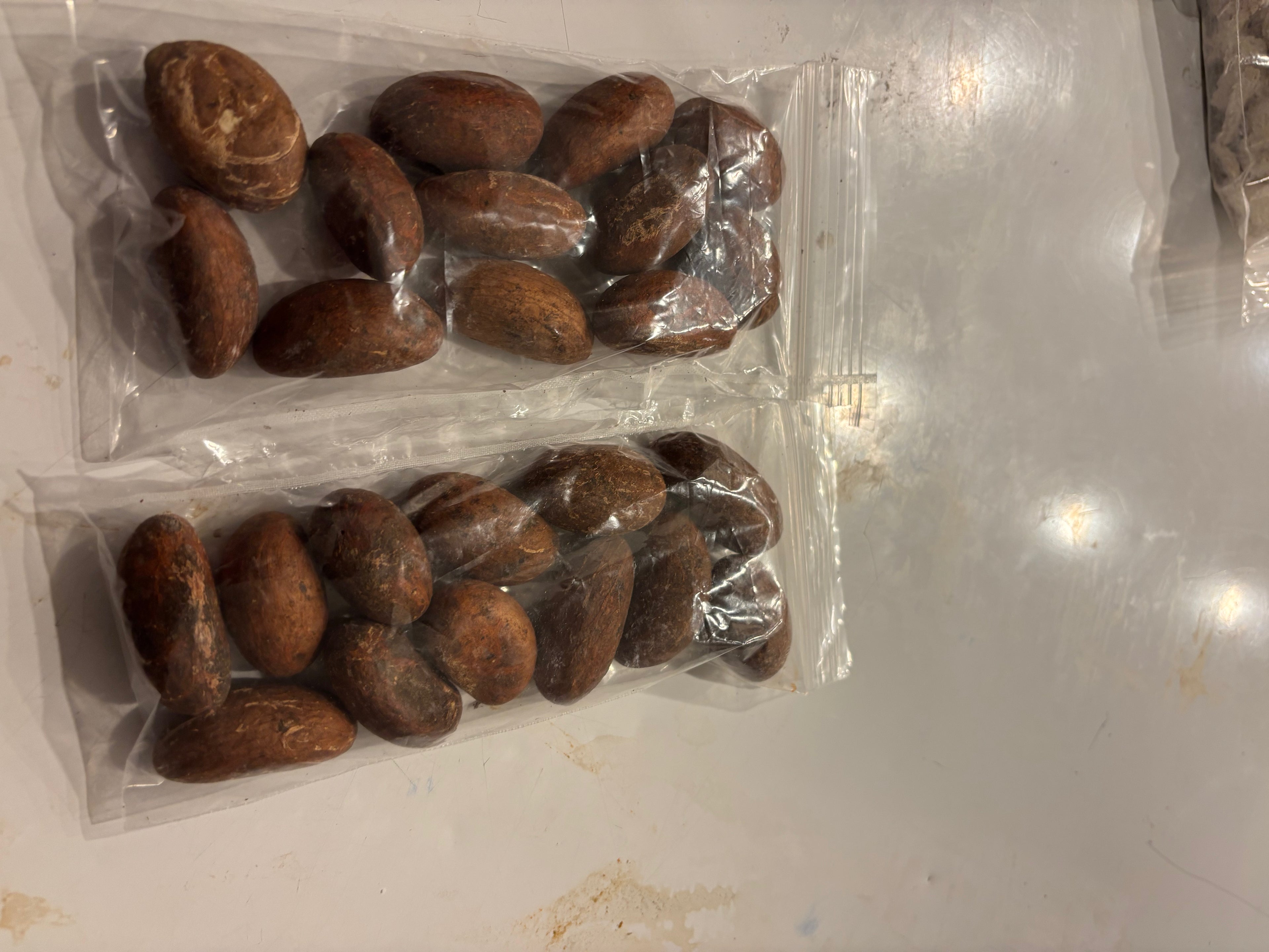 Bitter Kola (Orogbo)