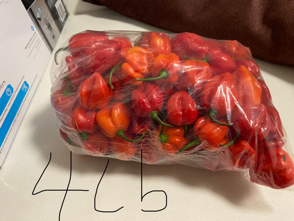 Red Habanero Pepper (Rodo)