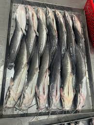Fresh Cat Fish (Medium Size)