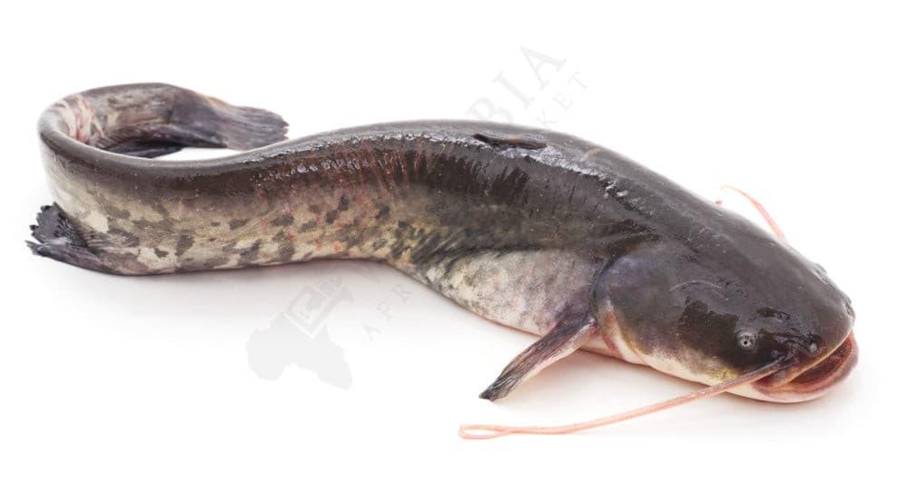 Fresh Cat Fish (Medium Size)