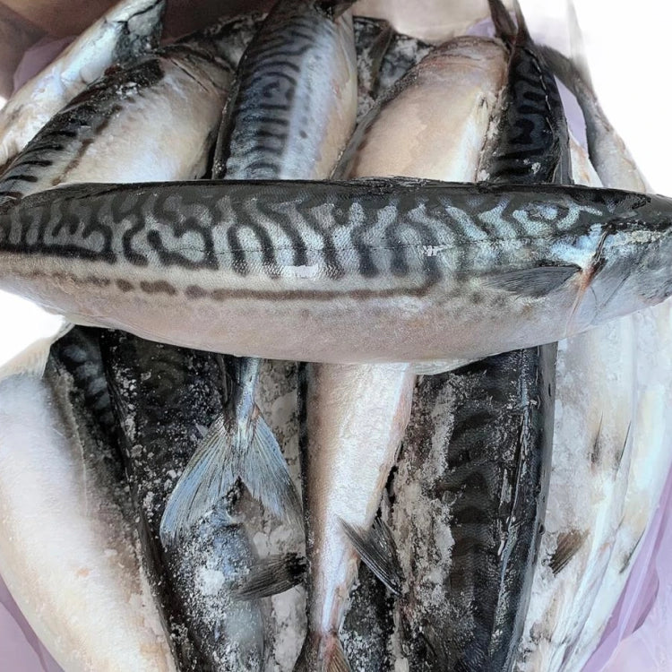 All FISH Protein Package