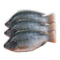 Tilapia Fish
