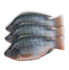 Tilapia Fish